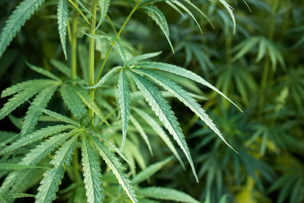 CBG vs CBD- was ist der Unterschied?