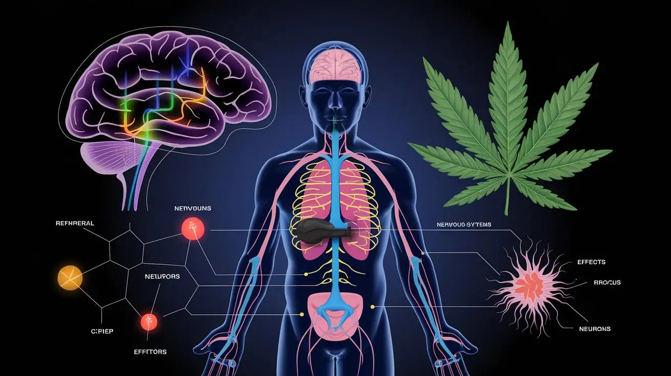 CBD Wirkung auf das Nervensystem