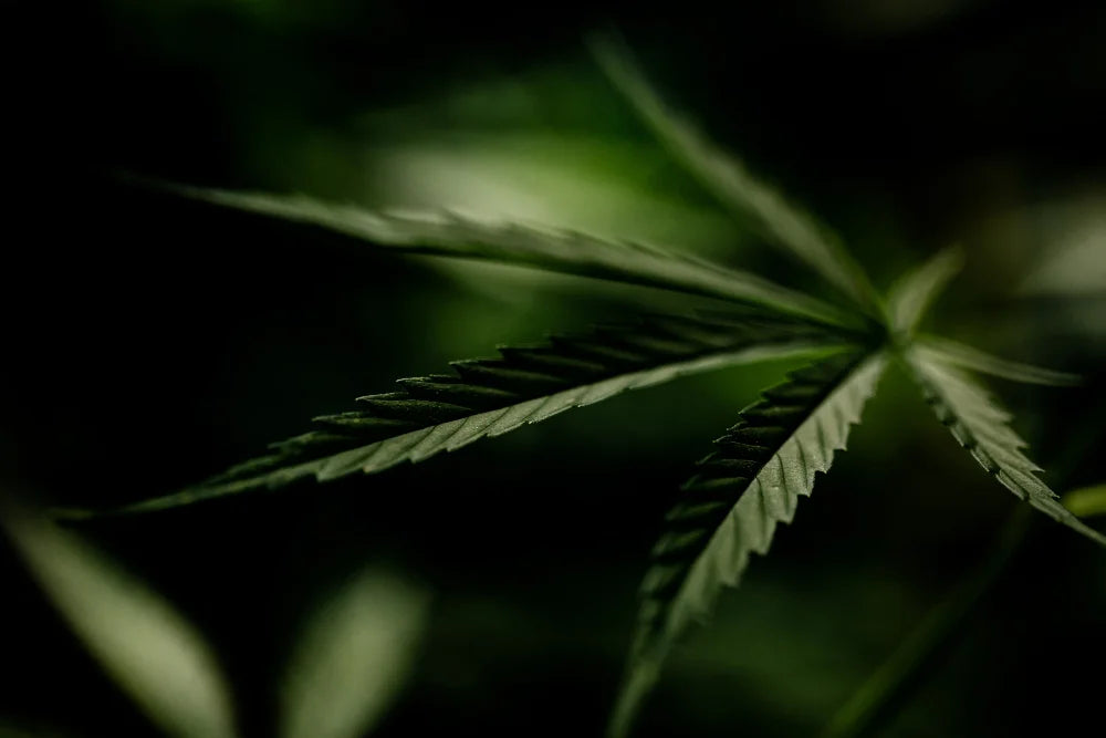 CBN Wirkung: Was Cannabinol kann – und was nicht