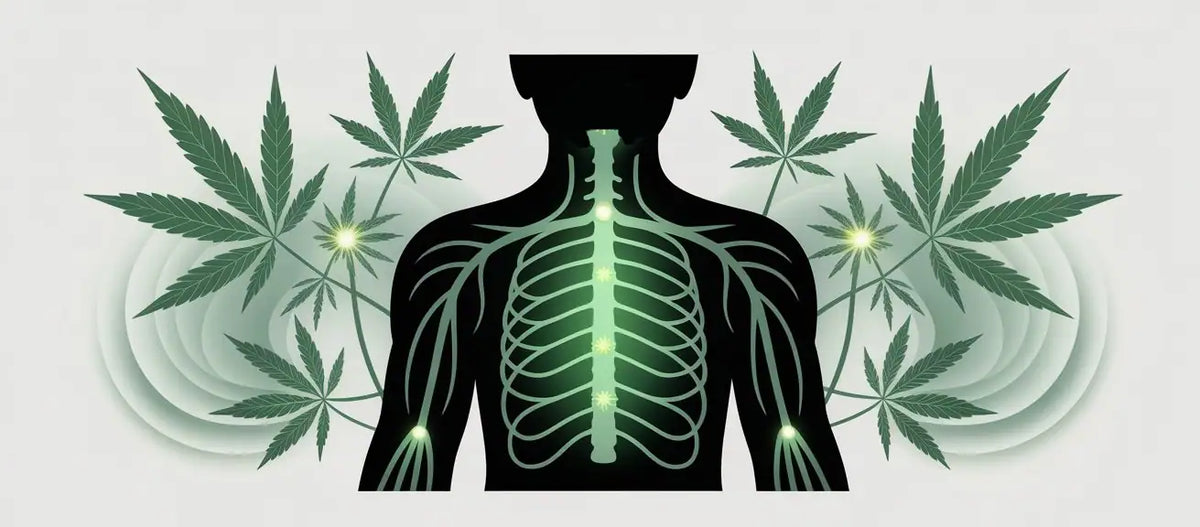 CBD Öl bei Nervenschmerzen – Wirkung, Erfahrungen und Anwendung bei Neuropathie