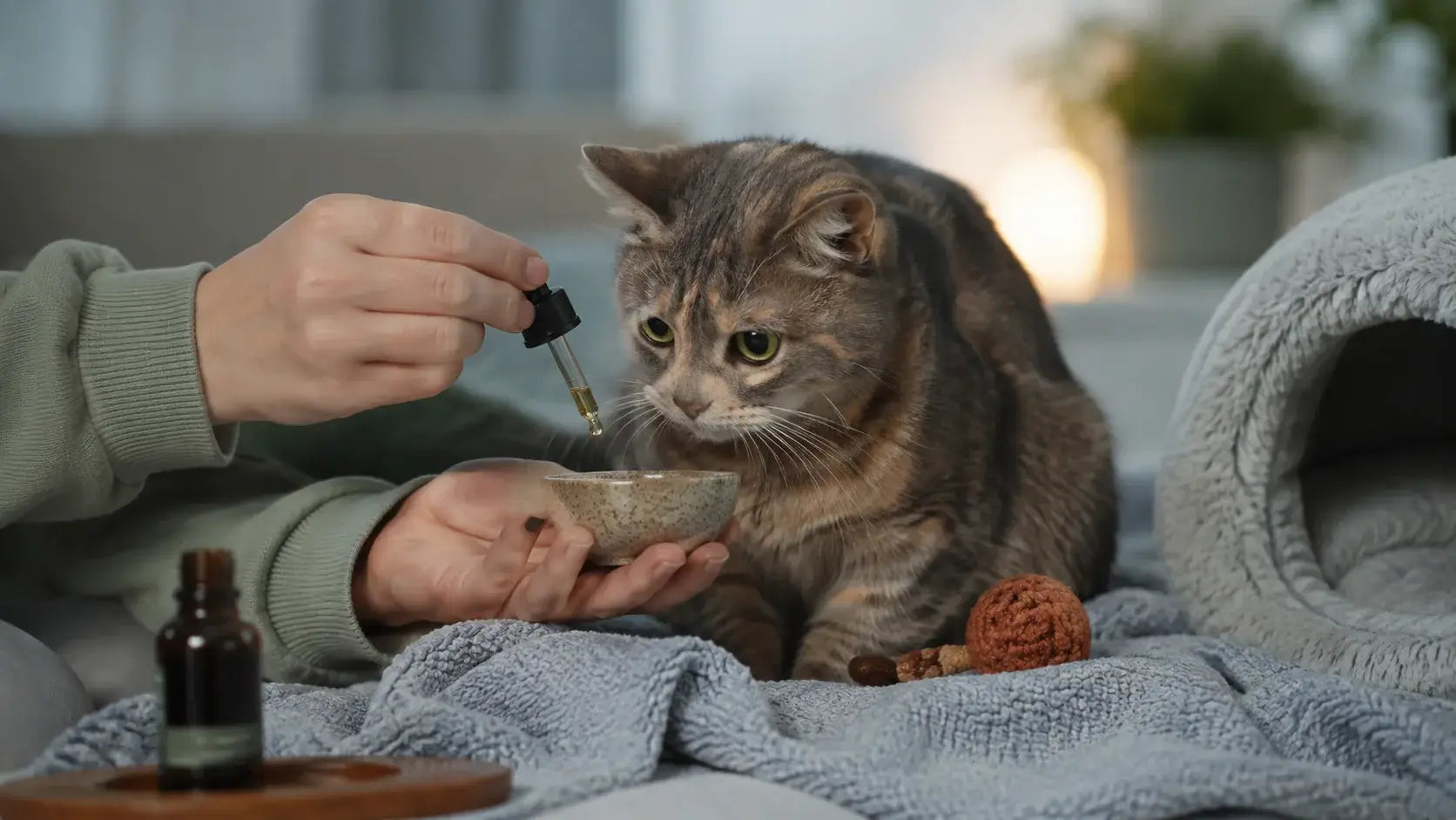 Warum CBD Öl deine ängstliche Katze entspannt