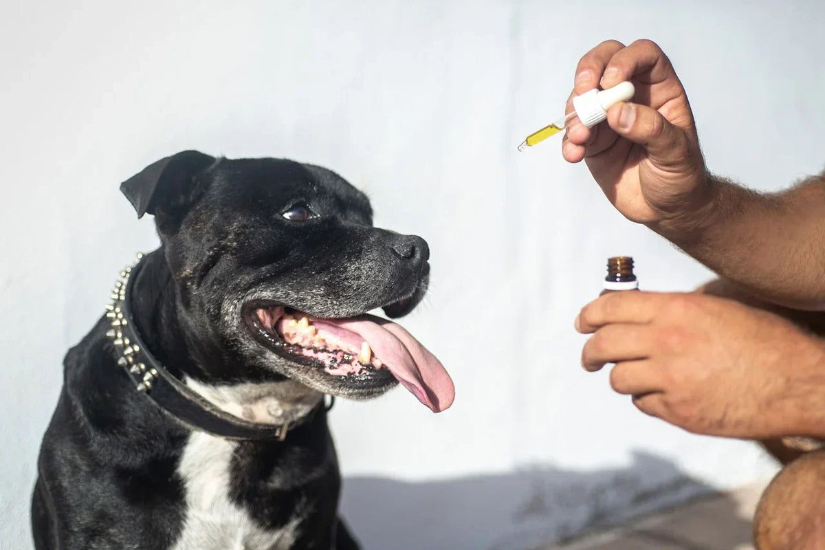 CBD Öl für Hunde - Erfahrungen bei Arthrose und Gelenkschmerzen