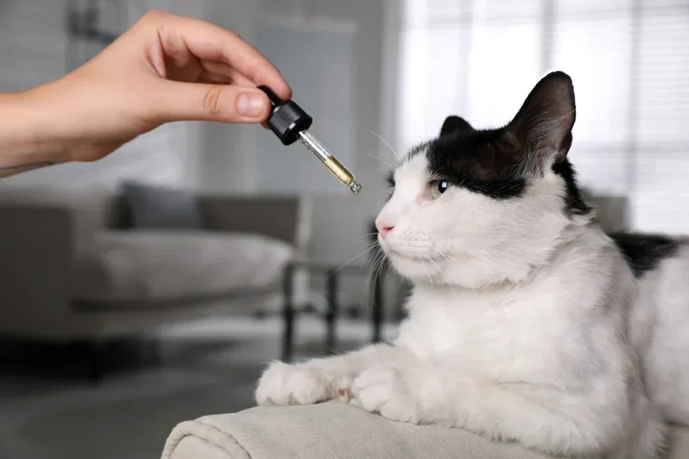 CBD Öl Dosierung bei Katzen: So findest du die richtige Menge