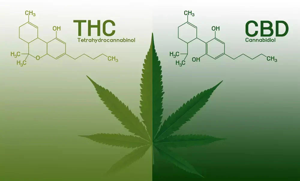 THC vs. CBD – Was ist der Unterschied?