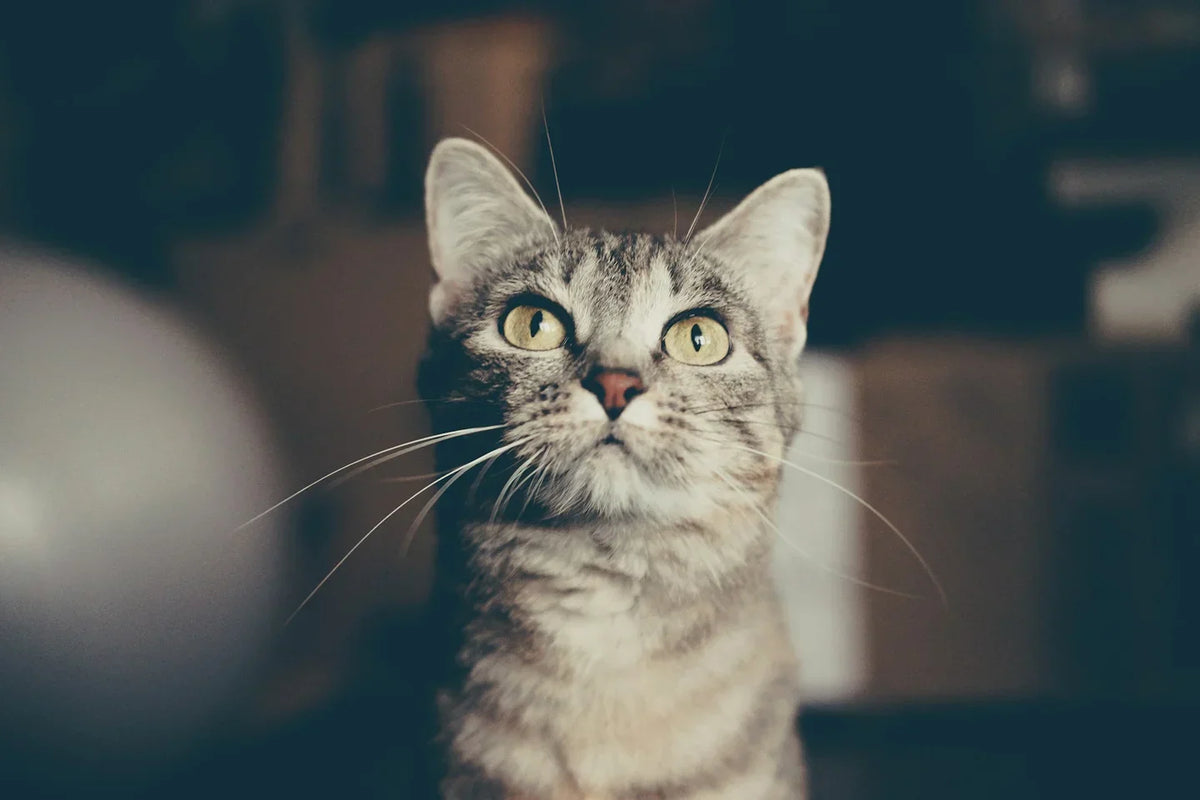 Hilft CBD Öl bei Katzen, die viel markieren?
