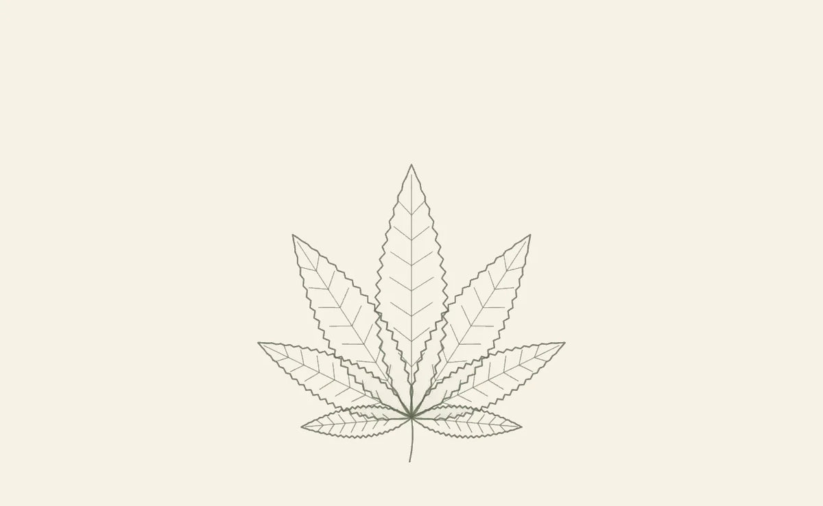 CBD Wissen