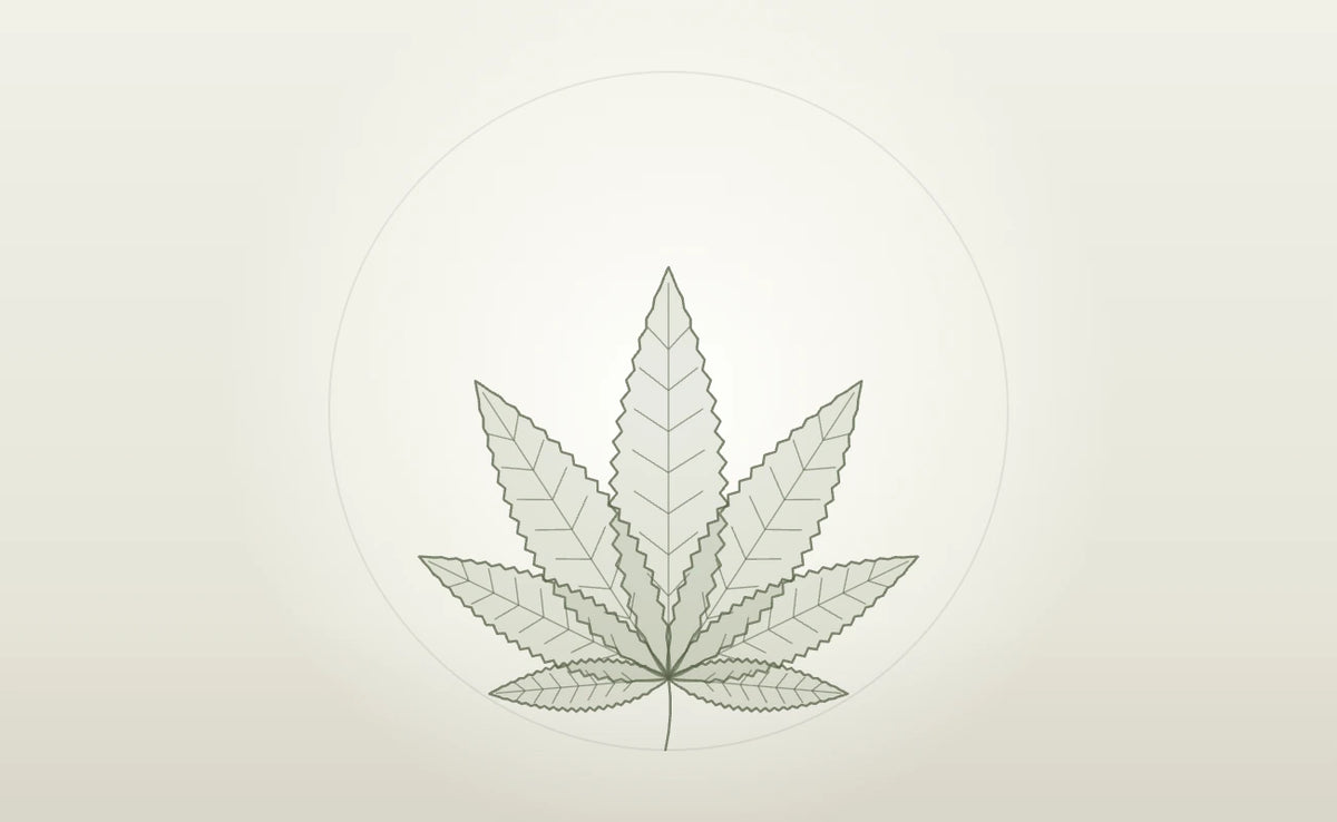 Hanfblatt als Symbol für das CANNABY CBD Wissen