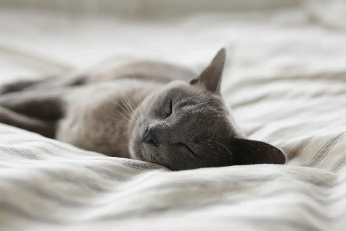 Die besten Schmerzmittel für Katzen