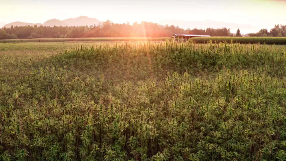 CBD Öl Herstellung - Vom Hanfanbau bis zum fertigen Produkt