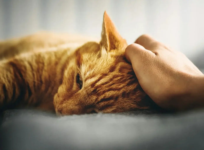 Depression bei Katzen behandeln
