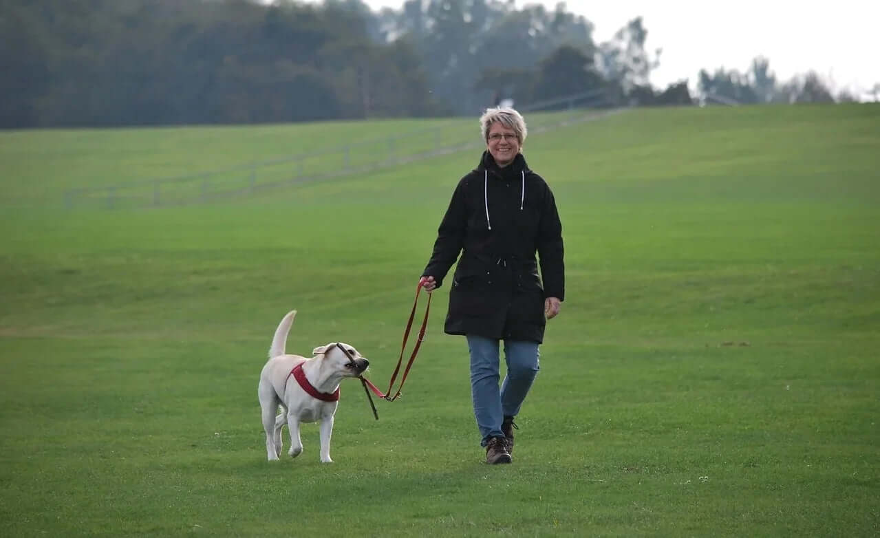 CBD Öl für Hunde – Erfahrungen von Hundebesitzern