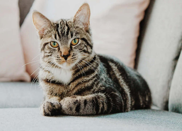 Pankreatitis bei der Katze natürlich behandeln