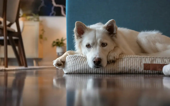Mein Hund hat Depression, was tun? - Die besten Tipps