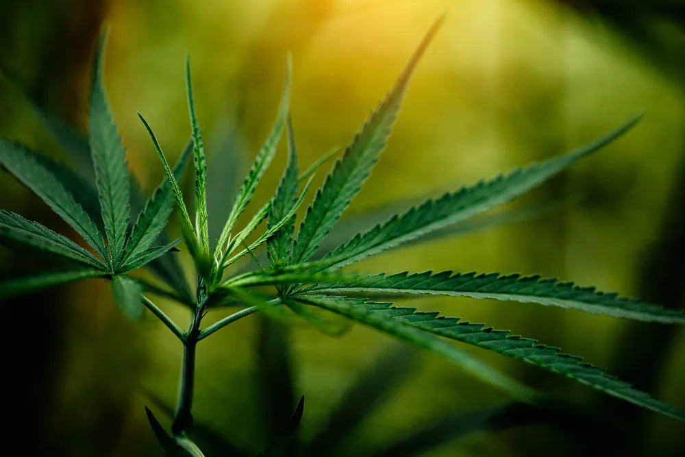CBG – Was ist Cannabigerol und wie wirkt es?