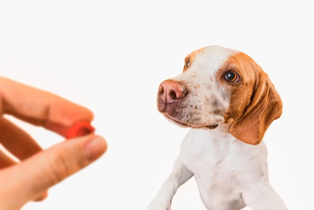 Beste Beruhigungsmittel für Hunde – Sofortwirkung & natürlich