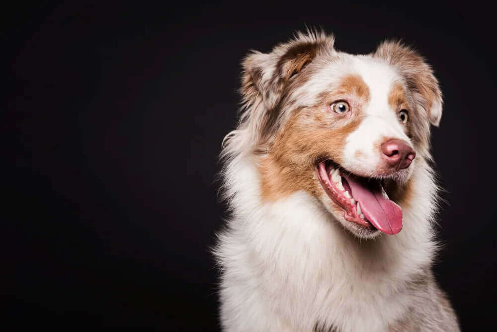 CBD Öl für Hunde mit Epilepsie