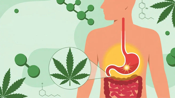 CBD bei Gastritis: Wirkung, Dosierung & Hilfe