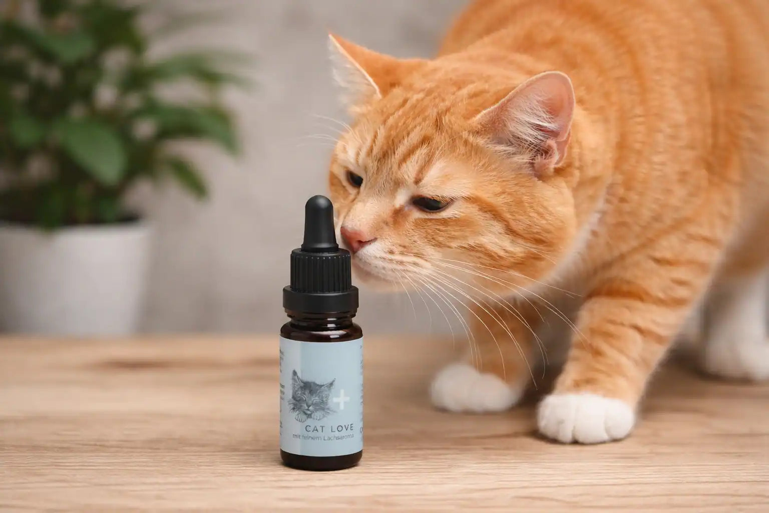CBD für die Katze – der umfassende Ratgeber