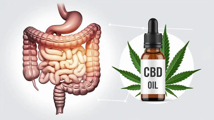 CBD Öl gegen Morbus Crohn – Erfahrungen, Wirkweise & Studien