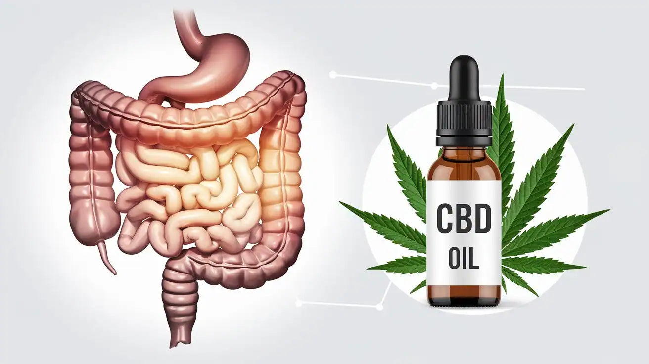 CBD Öl gegen Morbus Crohn – Erfahrungen, Wirkweise & Studien