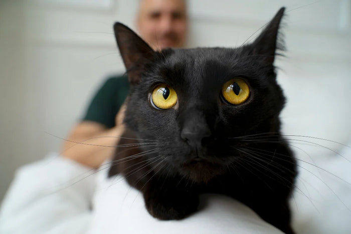 CBD Öl für rollige Katzen