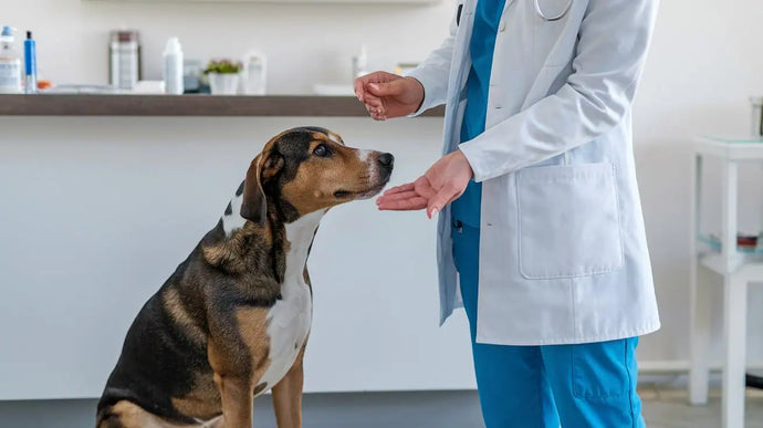 Sodbrennen beim Hund – die 15 besten Hausmittel