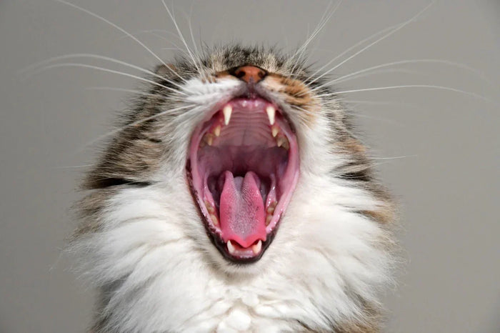CBD Öl für Katzen mit Zahnfleischentzündung