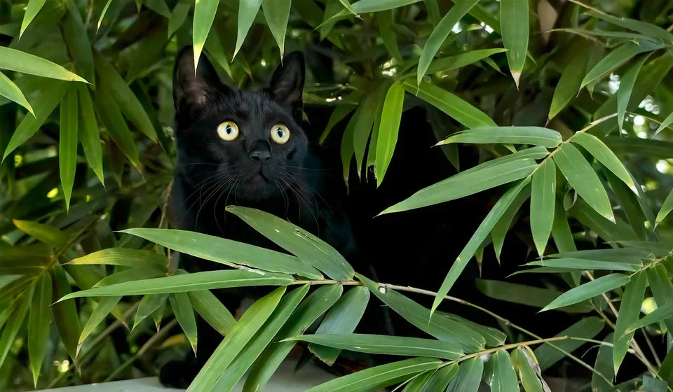Warum Katzen Terpene im Hanf nicht vertragen