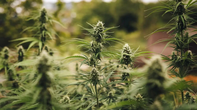 Marihuana, Hanf & Cannabis Unterschiede