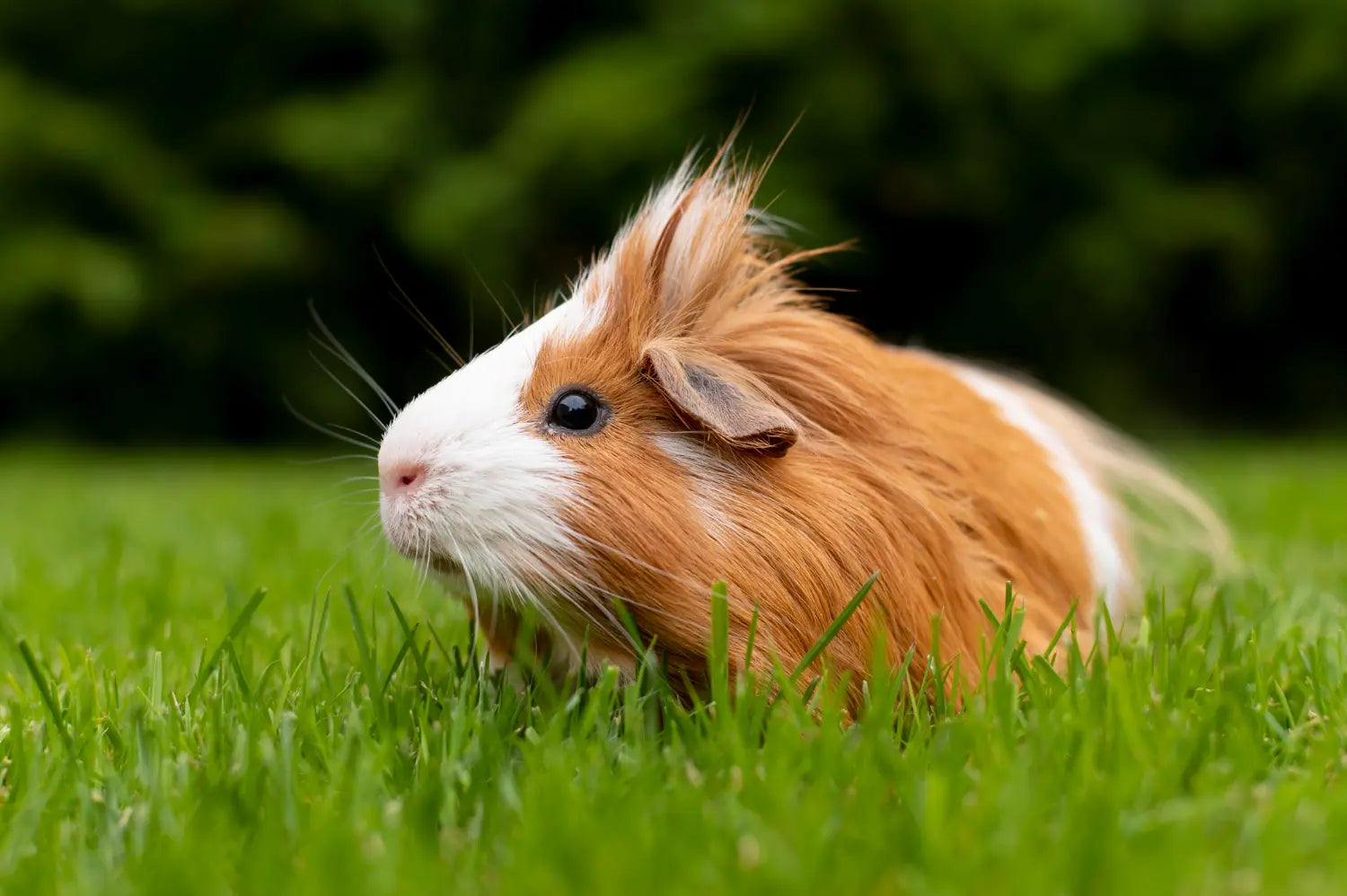 CBD für Meerschweinchen: Wirkung, Dosierung & Sicherheit