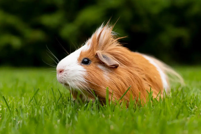 CBD für Meerschweinchen: Wirkung, Dosierung & Sicherheit