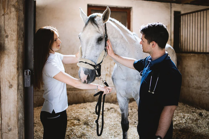 Wie Du Equines Sarkoid beim Pferd behandeln kannst