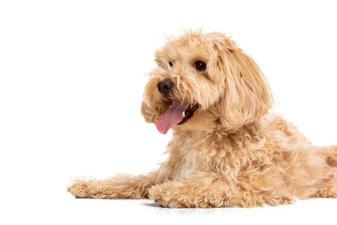 Die 6 besten rezeptfreien Schmerzmittel für Hunde