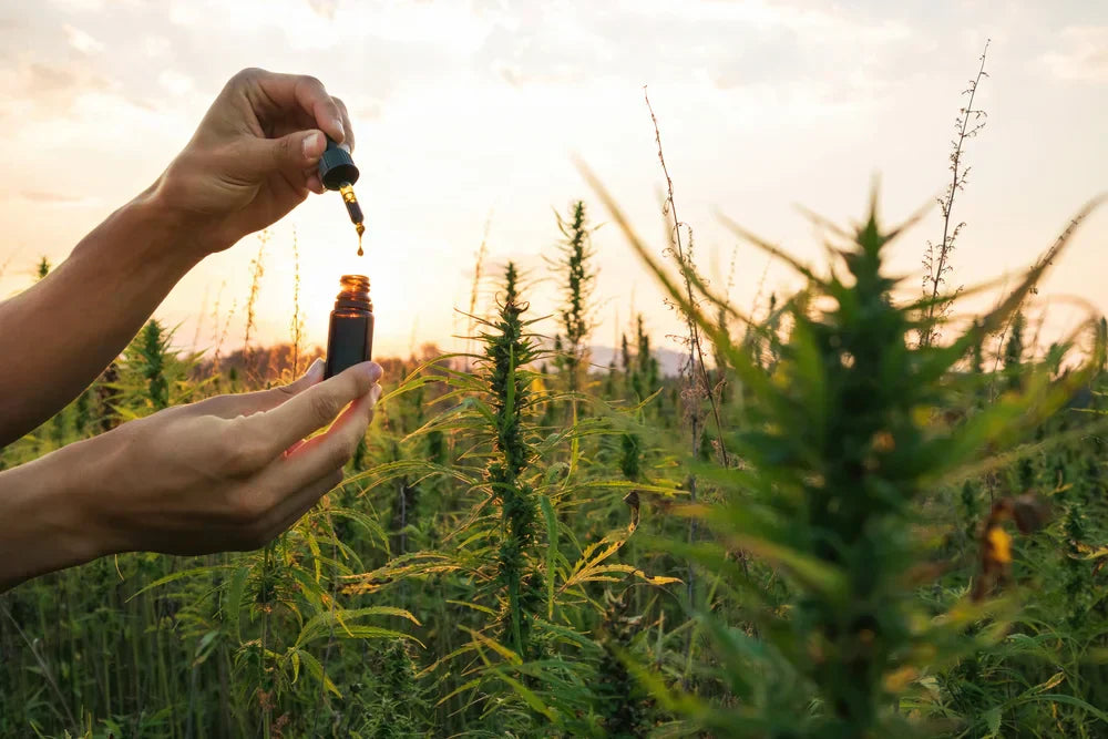 CBD und seine Wirkung auf den Körper