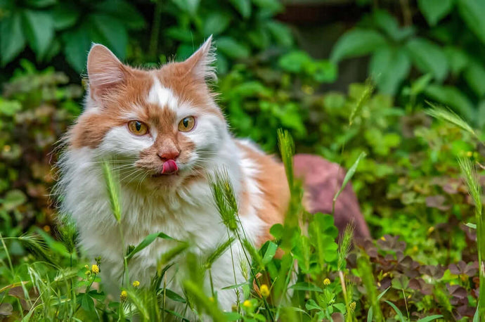 4 natürliche Entzündungshemmer für deine Katze