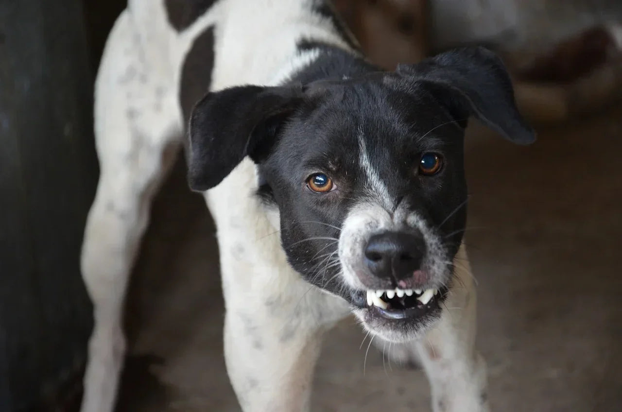 CBD Öl für den Hund – Erfahrungen bei Aggression