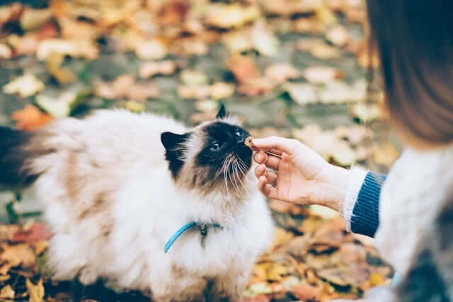 CBD für die Katze – der umfassende Ratgeber