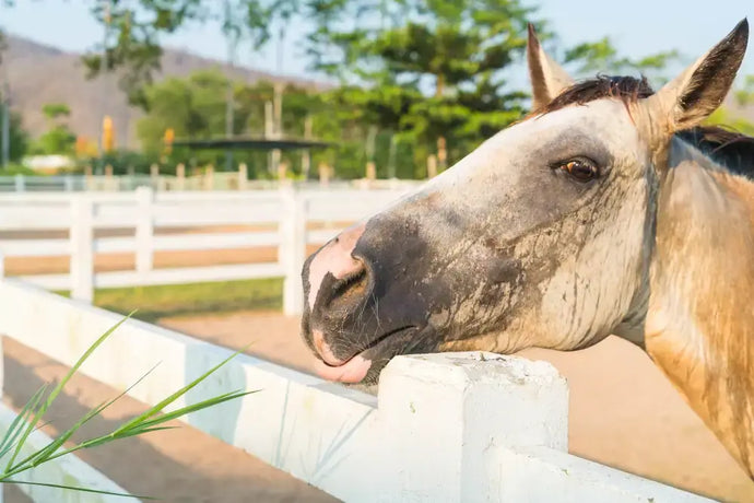 Nesselfieber (Urtikaria) beim Pferd – Ursachen und Behandlung