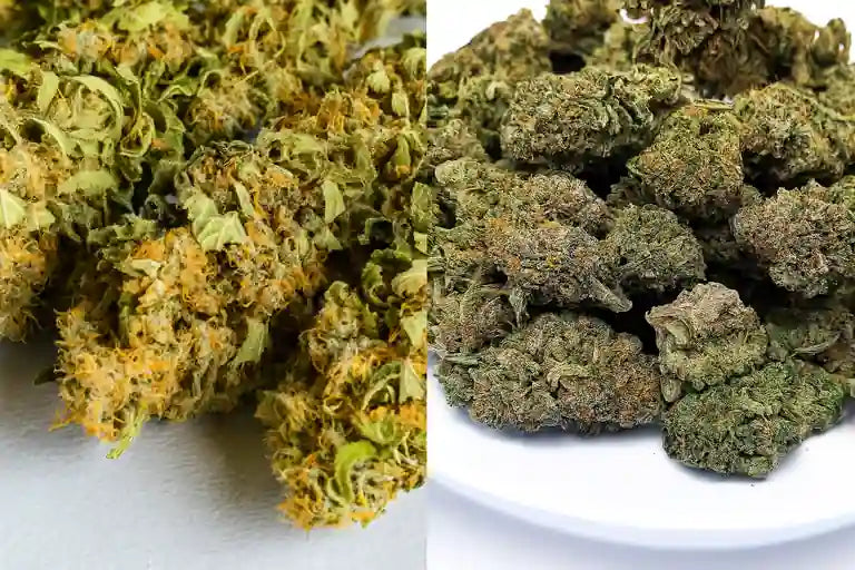 CBD Vollspektrum, Breitspektrum oder Isolat – Unterschiede erklärt