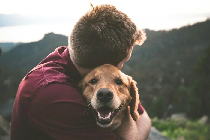 CBD Öl Wirkung beim Hund – was du wirklich erwarten kannst