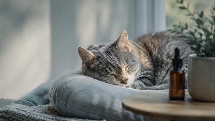 Ältere Katze ruht entspannt auf einem weichen Kissen im sanften Tageslicht, während eine unscharfe CBD-Öl-Flasche für Haustiere im Hintergrund steht.