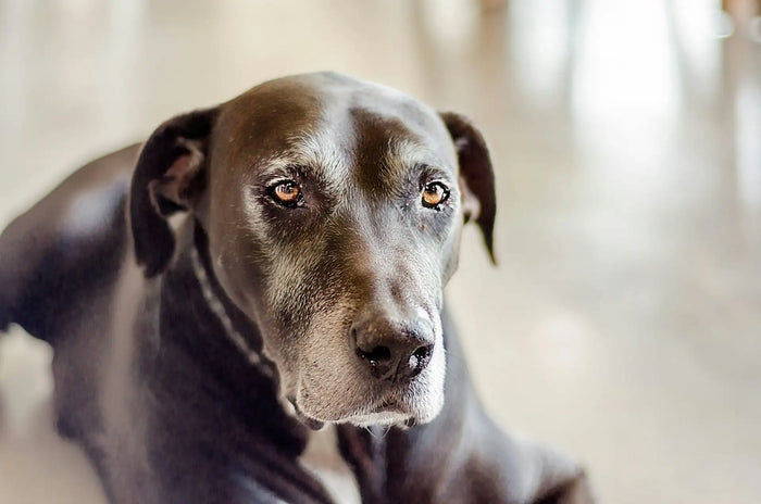 CBD für alte Hunde – Wirkung, Produkte und Erfahrungen