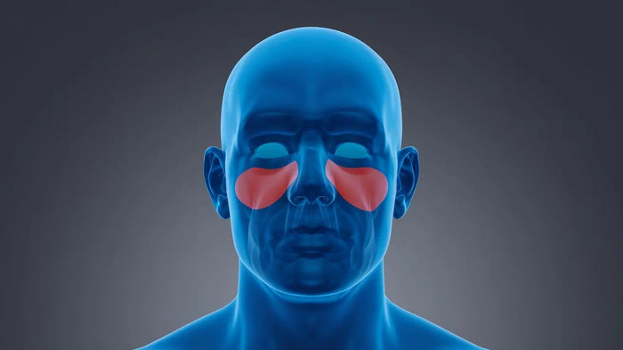 CBD bei Sinusitis - Linderung für Nasennebenhöhlenentzündung