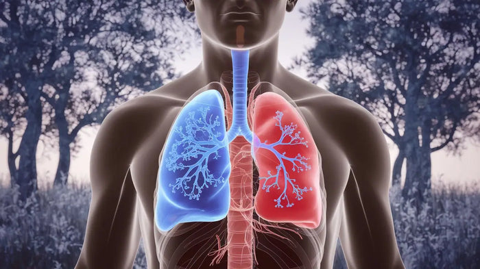 CBD bei Bronchitis - Unterstützung bei Atemwegsbeschwerden