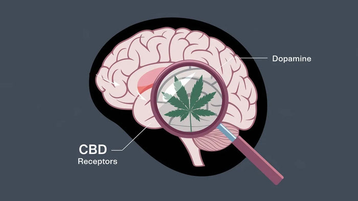 CBD und Dopamin - Wie Cannabidiol das Glückshormon im Gehirn beeinflusst