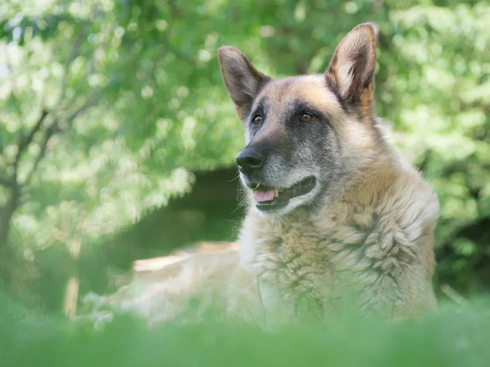 CBD für Hunde mit Demenz und Alzheimer