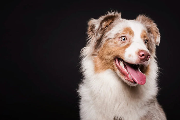 CBD Öl für Hunde mit Epilepsie