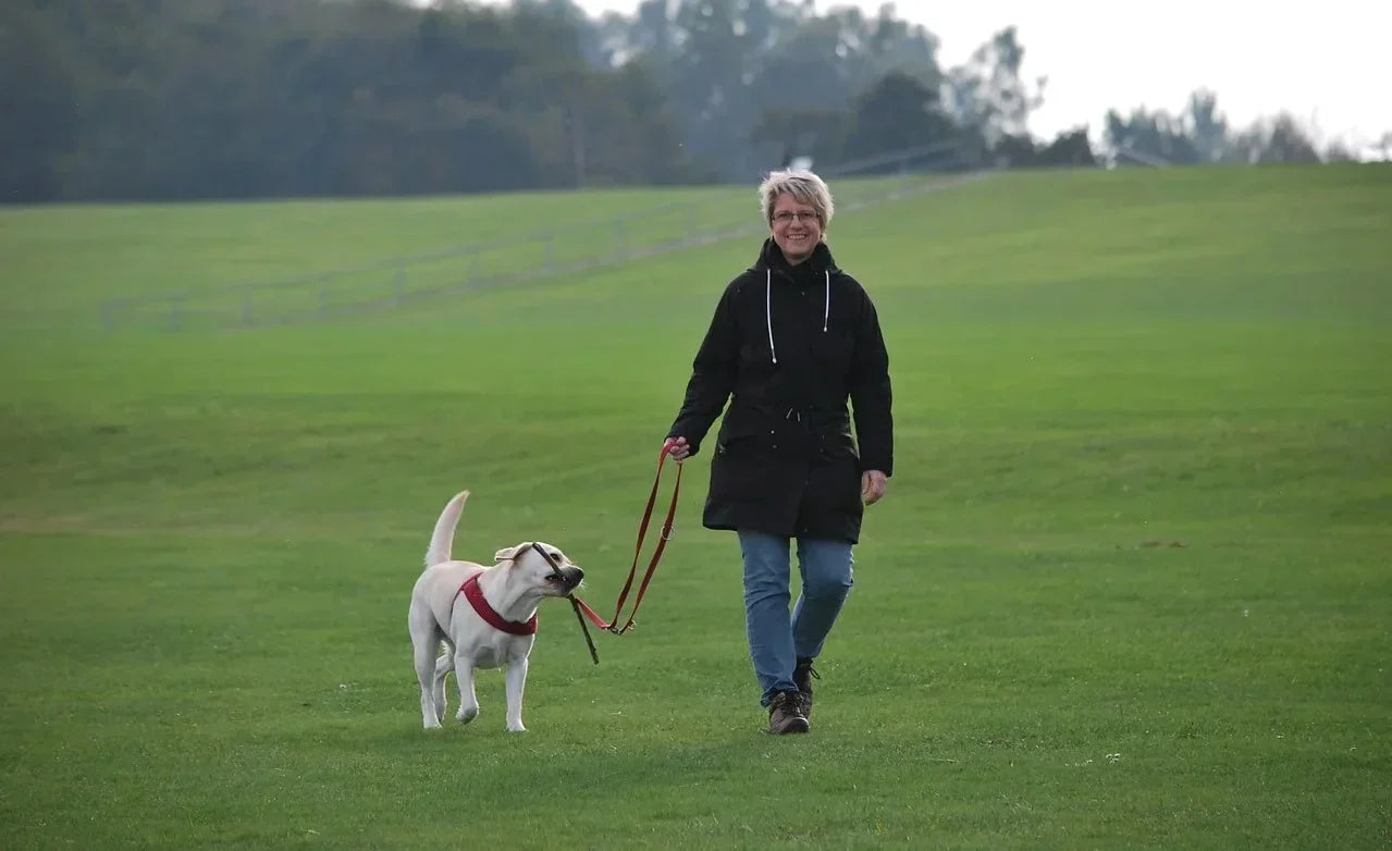 CBD Öl für Hunde – Erfahrungen von Hundebesitzern