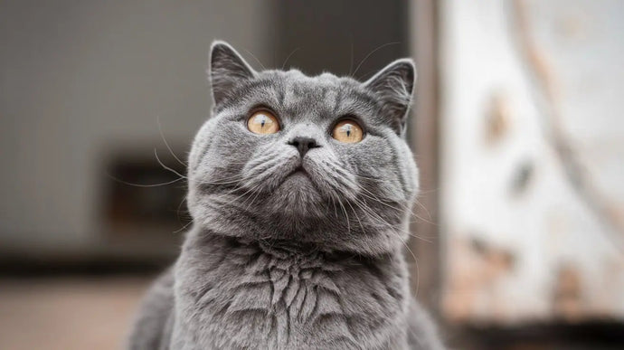 CBD Öl bei Katze mit Demenz - eine vielversprechende Hilfe