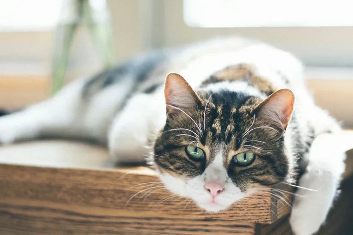 CBD Öl für Katzen gegen Schmerzen